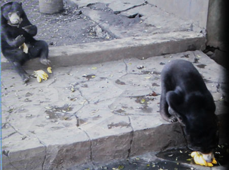  Sun Bears in Bandung Zoo Enjoy Fresh Fruits Provided by Scorpion (July 27, 2016)